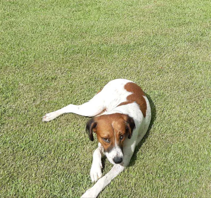 Cachorro raça SRD idade 1 ano nome Malhada 