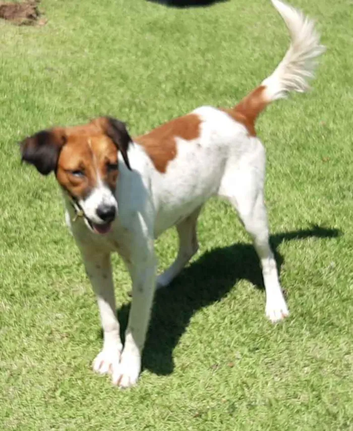Cachorro raça SRD idade 1 ano nome Malhada 