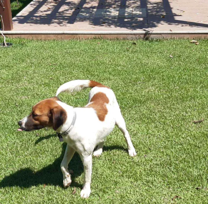 Cachorro raça SRD idade 1 ano nome Malhada 