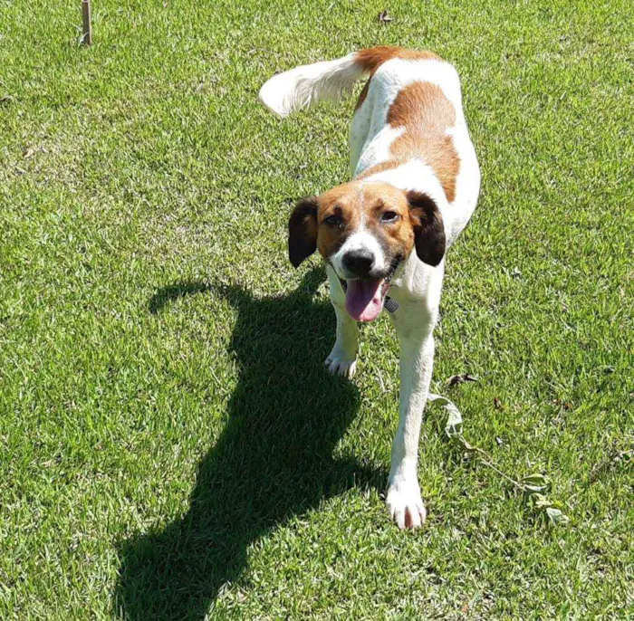 Cachorro raça SRD idade 1 ano nome Malhada 