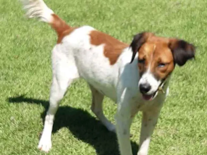 Cachorro raça SRD idade 1 ano nome Malhada 