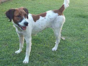 Cachorro raça SRD idade 1 ano nome Malhada 