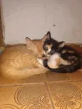 Gatas