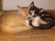Gatas