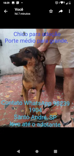Cachorro raça Srd idade 5 anos nome Chico