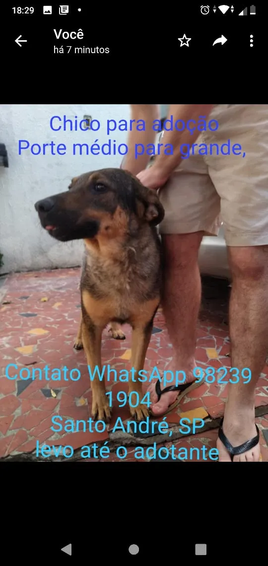 Cachorro ra a Srd idade 5 anos nome Chico