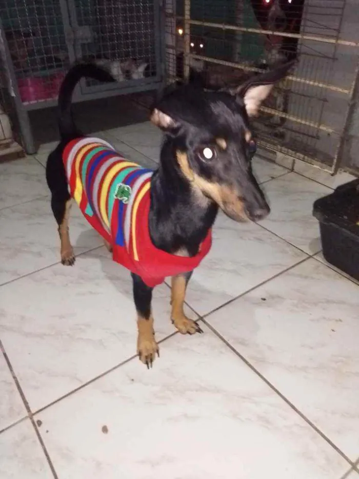 Cachorro raça Pintchers idade 1 ano nome Teodora