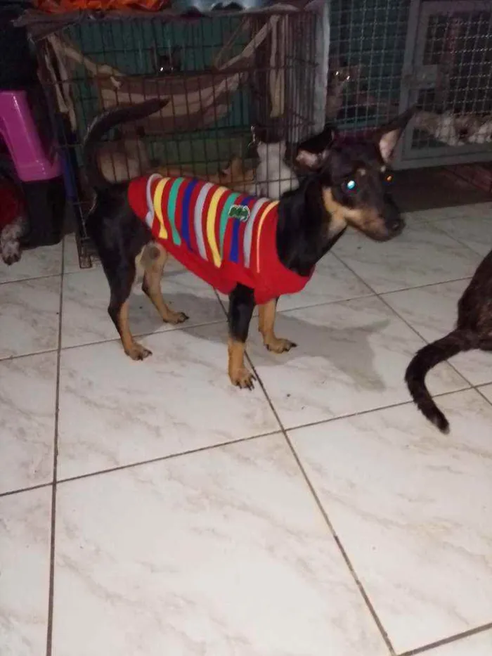 Cachorro raça Pintchers idade 1 ano nome Teodora