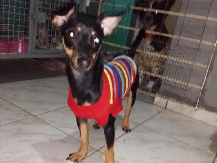 Cachorro raça Pintchers idade 1 ano nome Teodora