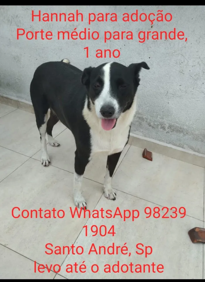 Cachorro ra a Srd idade 1 ano nome Hannah