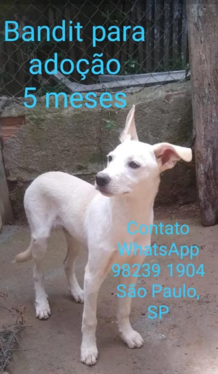 Cachorro ra a Srd idade 2 a 6 meses nome Bandit
