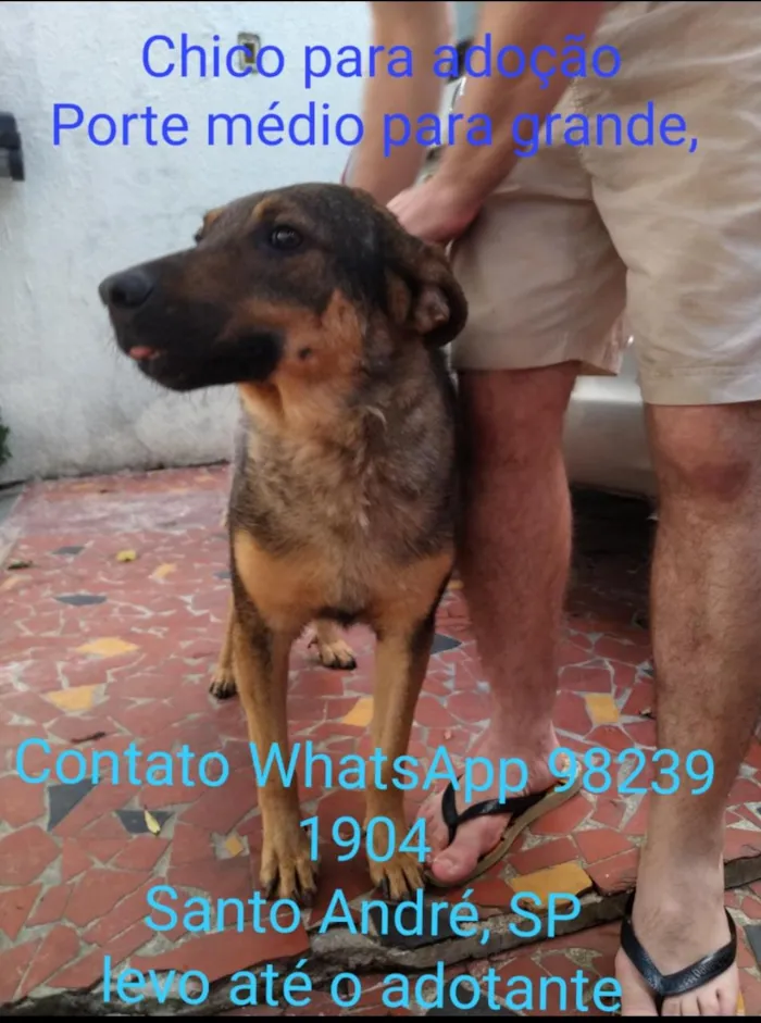 Cachorro ra a Srd idade 5 anos nome Chico