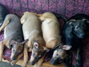 Cachorro raça SRD idade 2 a 6 meses nome Fredy