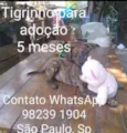 Tigrinho