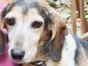 Cachorro raça Daschund idade  nome Amaralina
