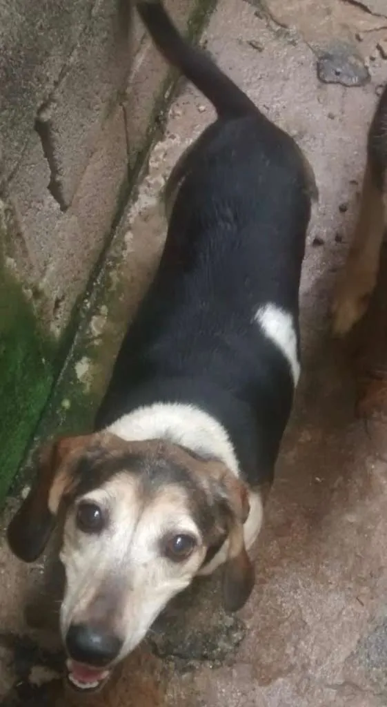 Cachorro raça Daschund idade  nome Amaralina