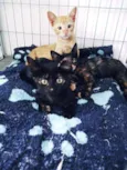 Lili, athena e leon