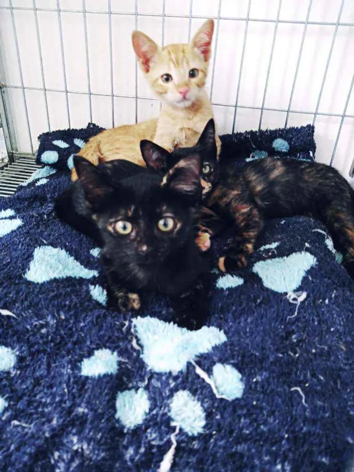 Gato ra a Srd  idade 2 a 6 meses nome Lili, athena e leon