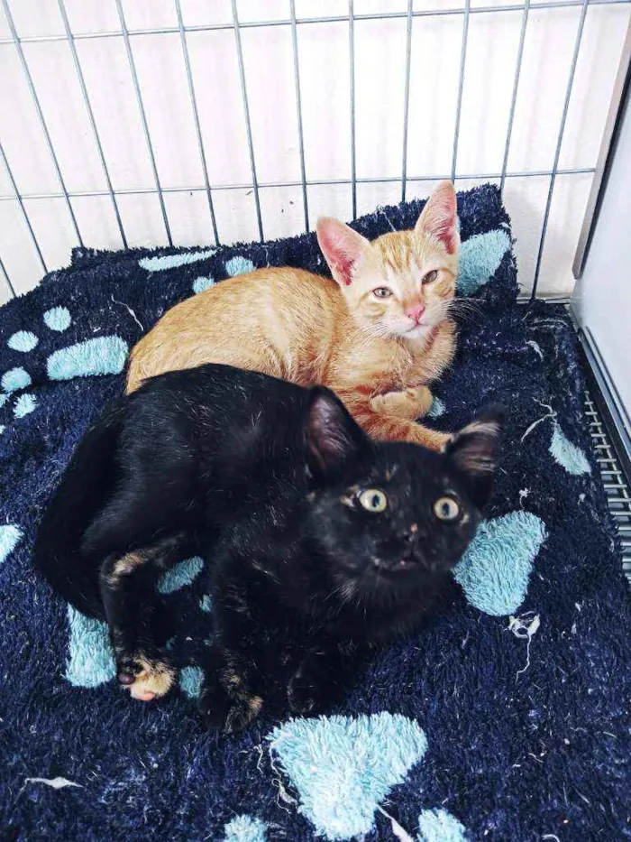 Gato ra a Srd  idade 2 a 6 meses nome Lili, athena e leon