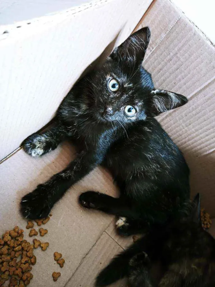 Gato ra a Srd  idade 2 a 6 meses nome Lili, athena e leon