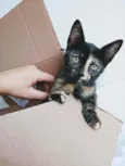 Lili, athena e leon