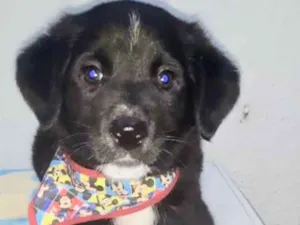 Cachorro raça  idade 2 a 6 meses nome Blaublau Bebezinho