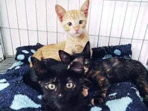 Gato raça Srd  idade 2 a 6 meses nome Lili, athena e leon