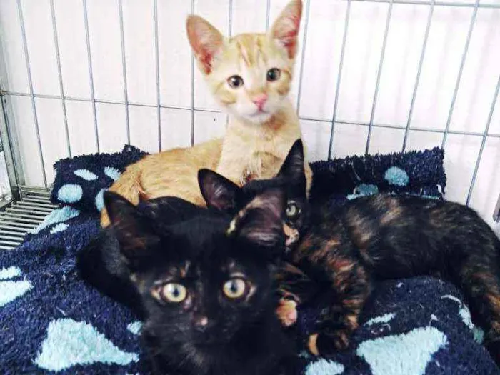 Gato ra a Srd  idade 2 a 6 meses nome Lili, athena e leon