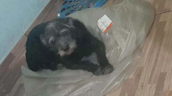 Cachorro ra a Vira lata idade 6 ou mais anos nome Bolinha 