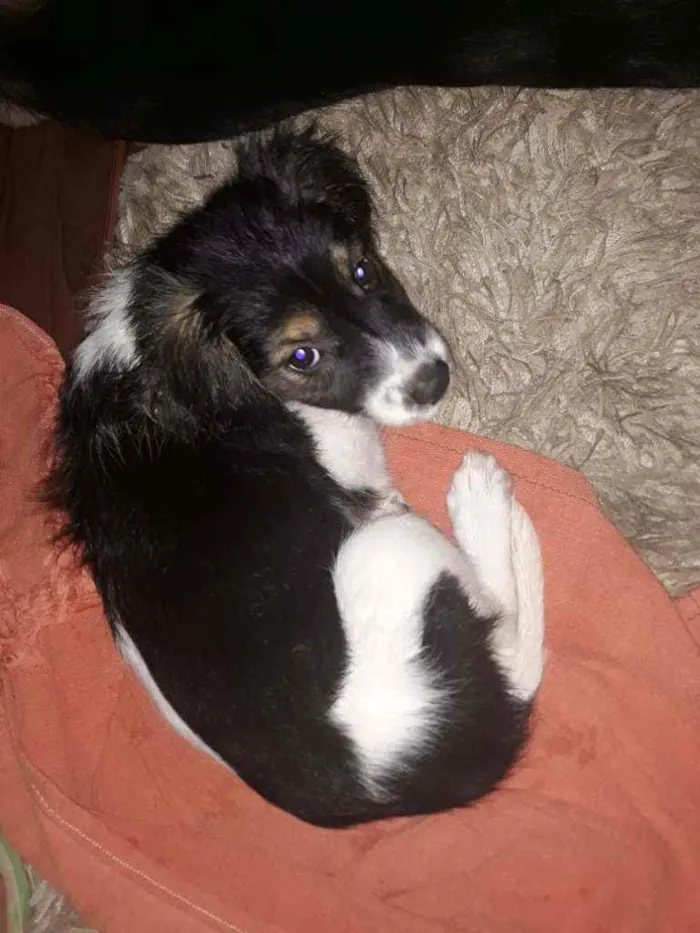 Cachorro ra a Não definida idade Abaixo de 2 meses nome Luna