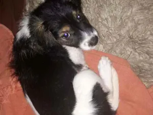 Cachorro raça Não definida idade Abaixo de 2 meses nome Luna