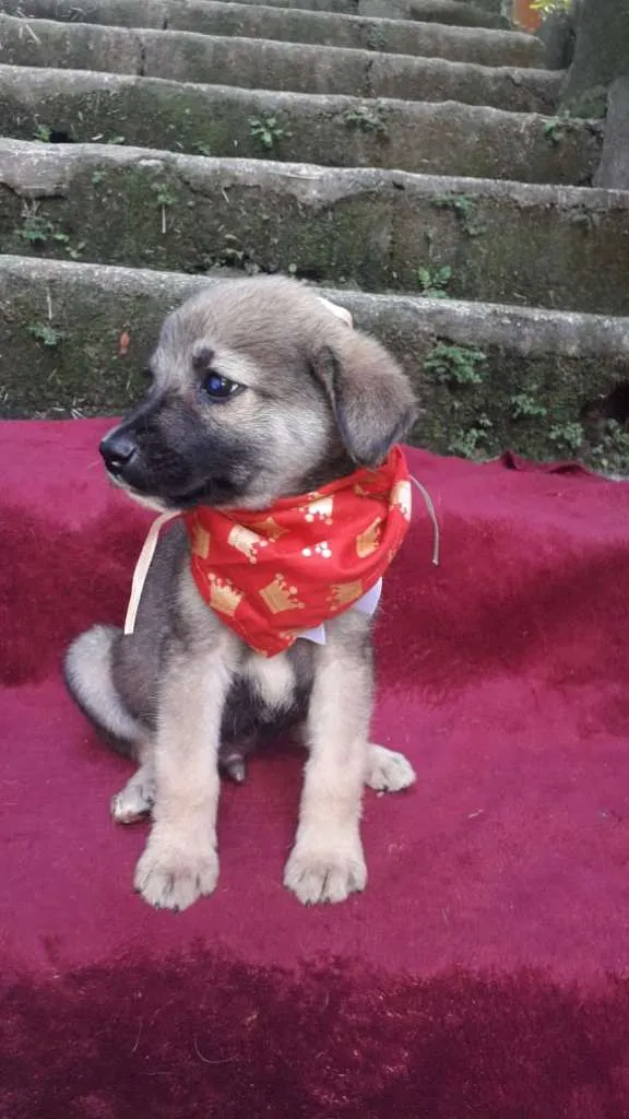 Cachorro ra a  idade 2 a 6 meses nome Faísca Bebezinho