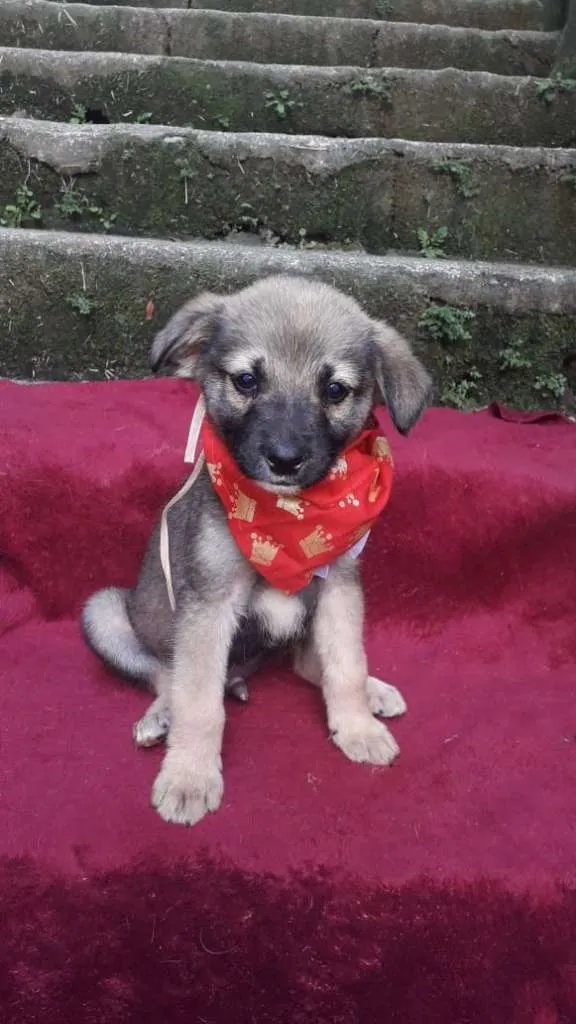 Cachorro ra a  idade 2 a 6 meses nome Faísca Bebezinho