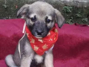 Cachorro raça  idade 2 a 6 meses nome Faísca Bebezinho