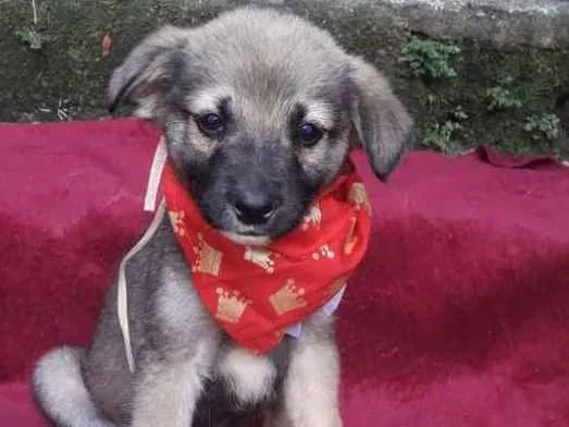 Cachorro ra a  idade 2 a 6 meses nome Faísca Bebezinho