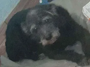 Cachorro raça Vira lata idade 6 ou mais anos nome Bolinha 