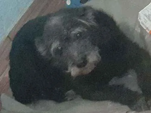 Cachorro ra a Vira lata idade 6 ou mais anos nome Bolinha 