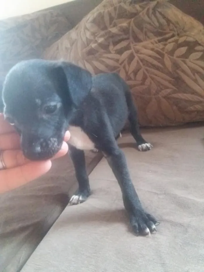 Cachorro ra a sem raça definida idade Abaixo de 2 meses nome sem nome