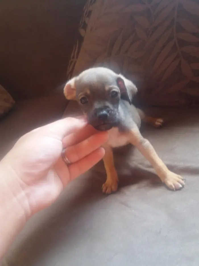 Cachorro ra a sem raça definida idade Abaixo de 2 meses nome sem nome