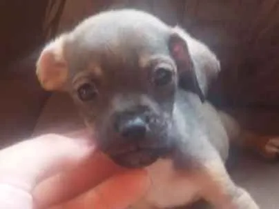 Cachorro ra a sem raça definida idade Abaixo de 2 meses nome sem nome