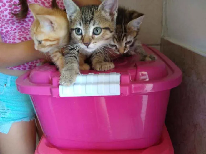 Gato ra a Sem raça definida idade Abaixo de 2 meses nome Sem nome