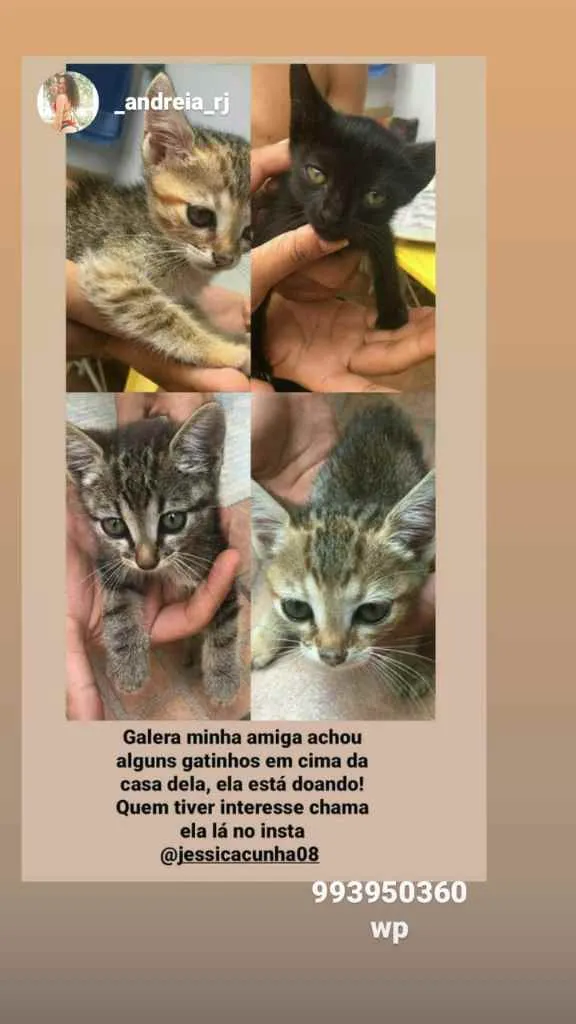 Gato ra a 1 macho 2 fêmeas idade 2 a 6 meses nome sem nome