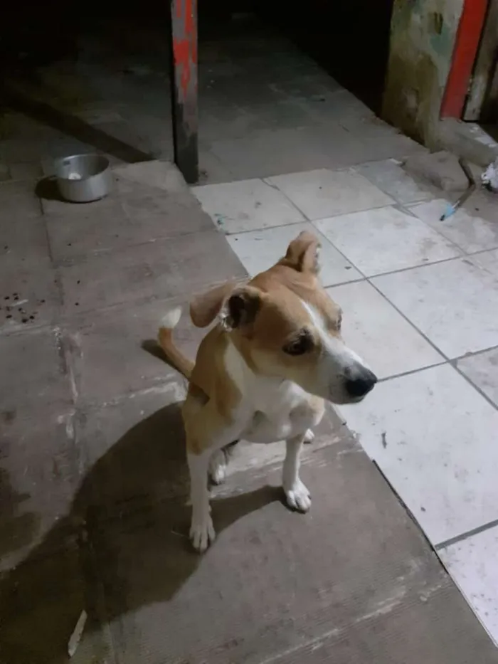 Cachorro ra a SRD-ViraLata idade 3 anos nome Brutinho