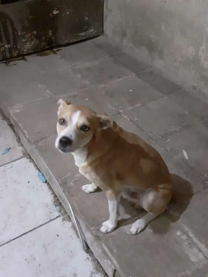 Cachorro ra a SRD-ViraLata idade 3 anos nome Brutinho