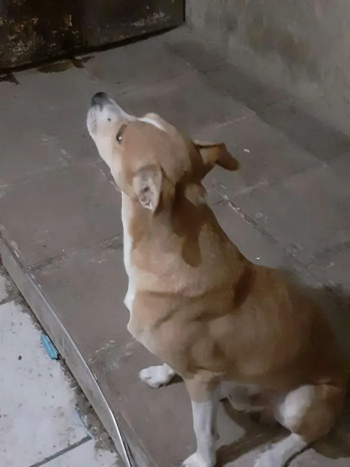 Cachorro ra a SRD-ViraLata idade 3 anos nome Brutinho