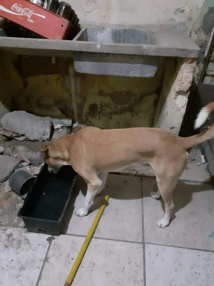 Cachorro ra a SRD-ViraLata idade 3 anos nome Brutinho