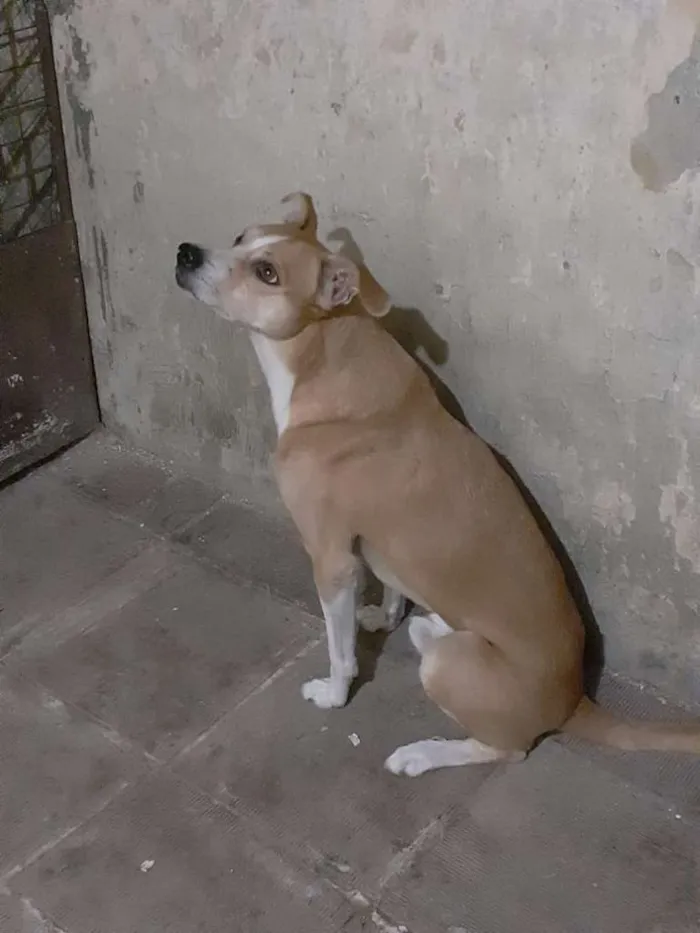 Cachorro ra a SRD-ViraLata idade 3 anos nome Brutinho