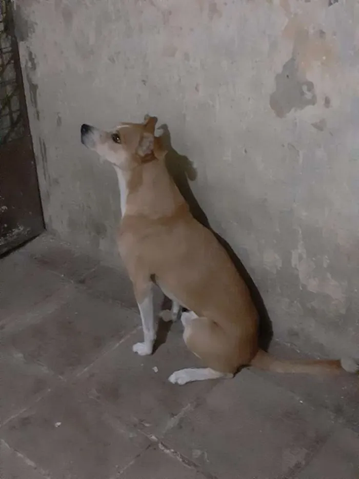 Cachorro ra a SRD-ViraLata idade 3 anos nome Brutinho