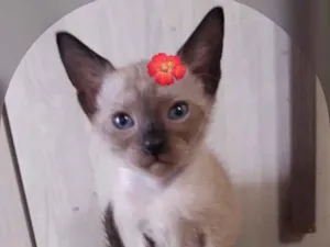 Gato raça SRD-ViraLata idade 2 a 6 meses nome ROSINHA FLOR