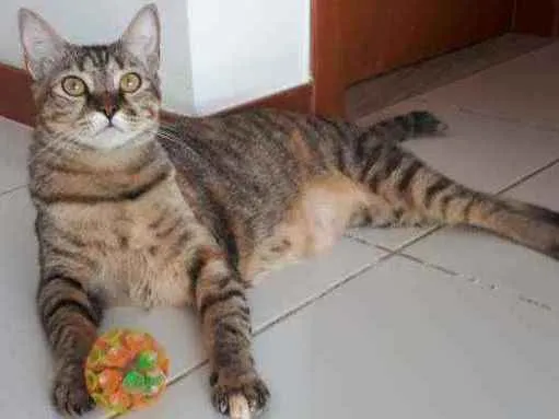 Gato raça Sem raça definida  idade 1 ano nome Nina